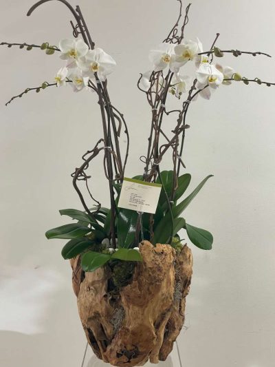 Orchid Tree