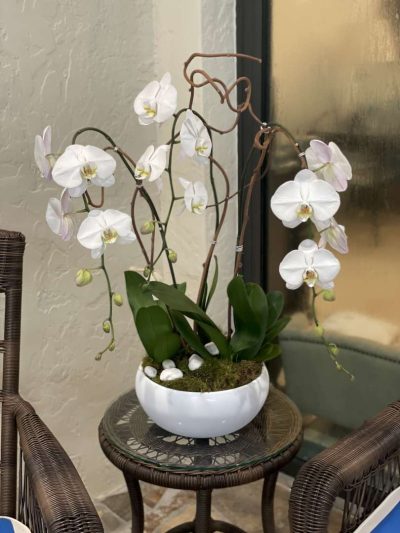 Orchid Trio