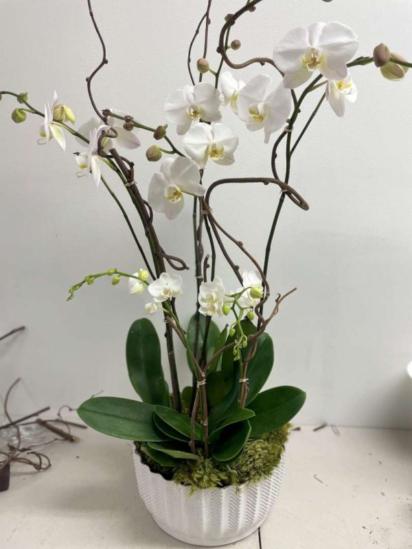 Orchids Decor