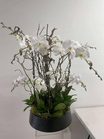Orchid Noir