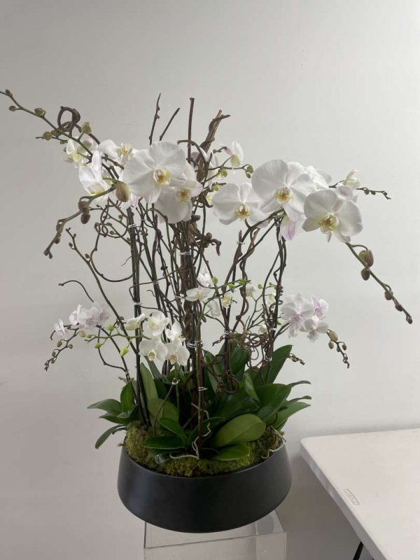 Orchid Noir