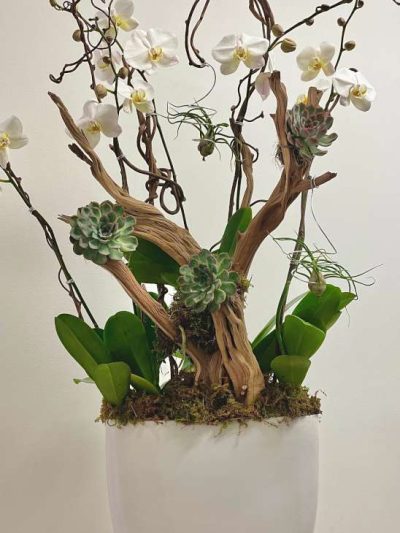 Tall Orchid Tree