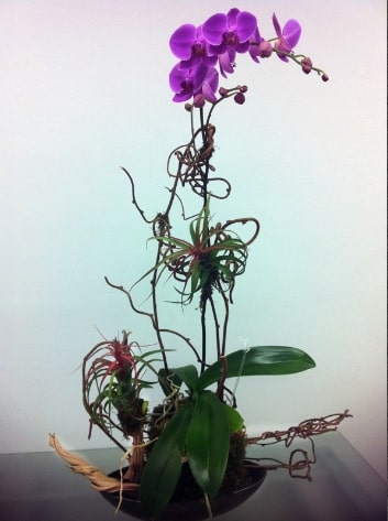 Asian Orchid
