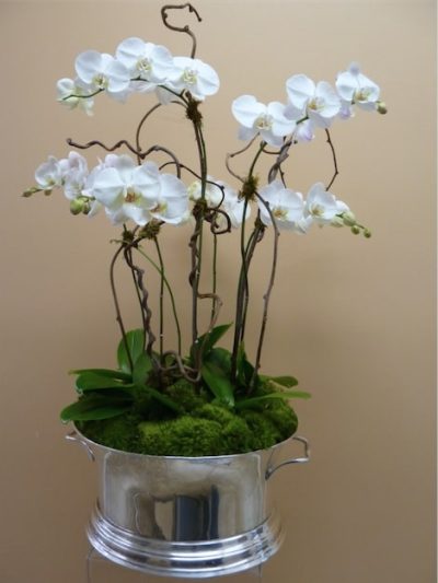 Orchids for You