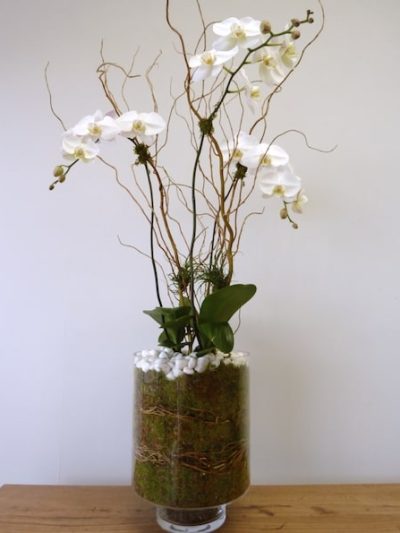 Orchids in Glass