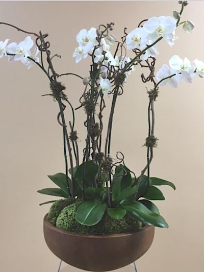 Rustic Orchids