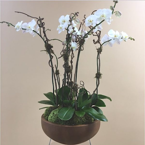 Rustic Orchids