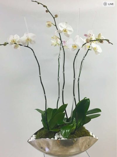 Moderna Orchids