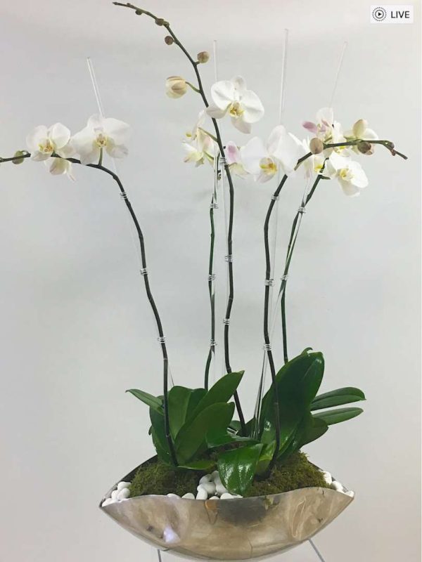 Moderna Orchids