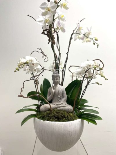 Buddha's Orchids