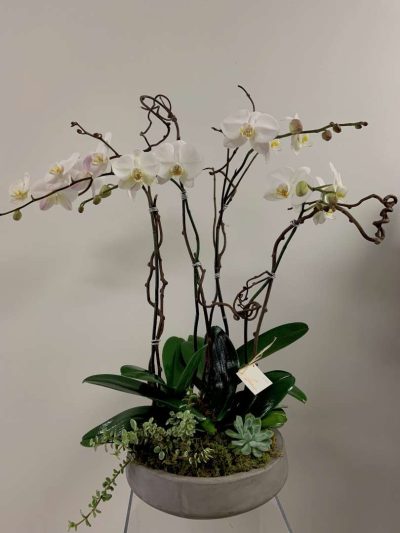 Round Slate Orchids