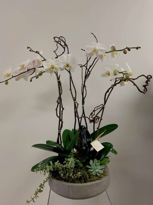 Round Slate Orchids