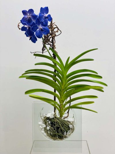 Vanda in Glass