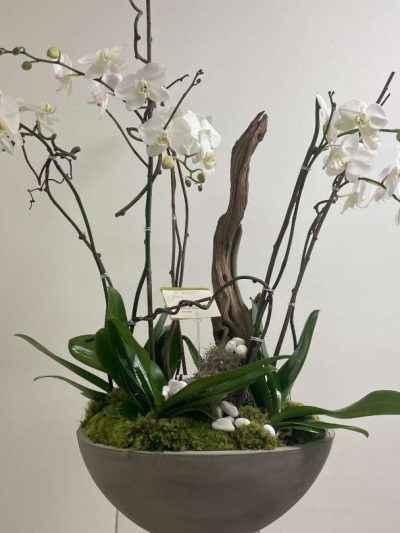 Orchid Drift
