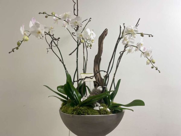 Orchid Drift