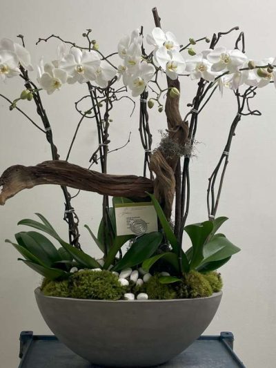 Orchid Drift Large
