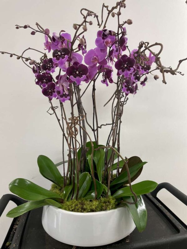 Rosa's Orchids
